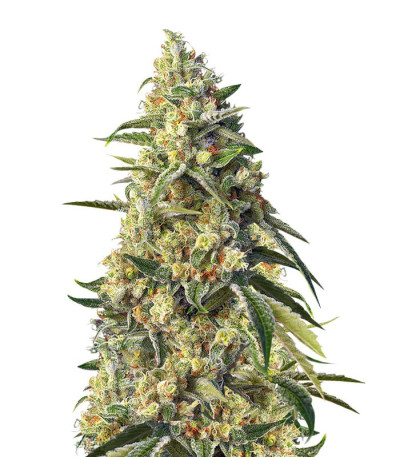 Семена Sweet Amnesia Haze шишки