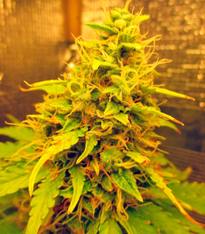 Sweet Tooth Auto fem (Barney's Farm) семена конопли