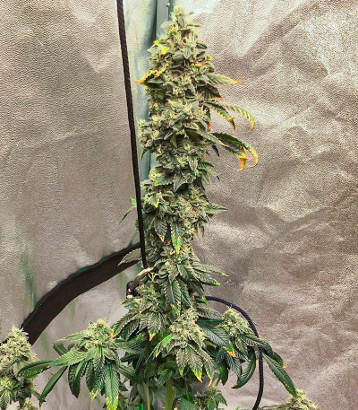 Bay Burger fem (Delicious Seeds) семена конопли