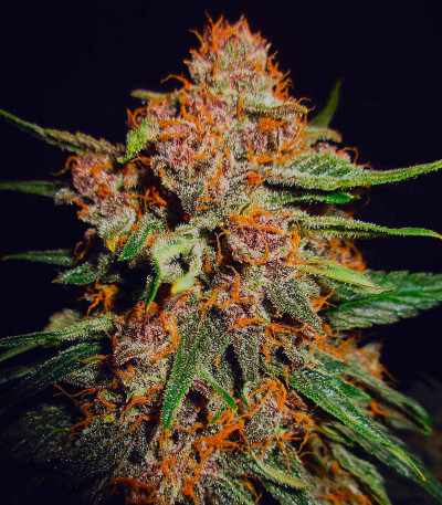 Lemon Cherry Cookies Auto fem (FastBuds) семена конопли