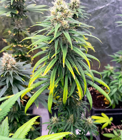 Lemon Drizzle fem (Barney's Farm) семена конопли