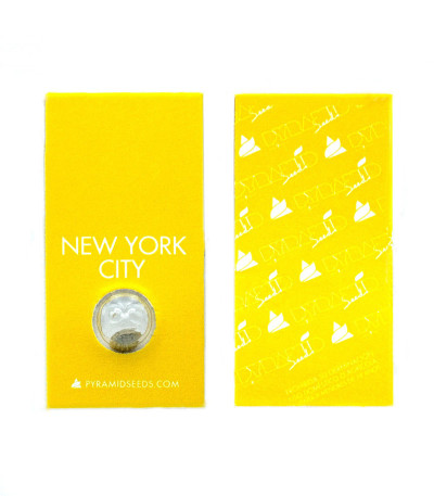 New York City fem (Pyramid Seeds) семена конопли