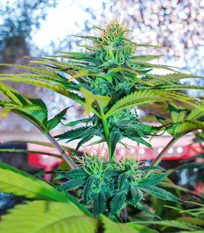 Wedding Cheesecake FF fem (FastBuds) семена конопли