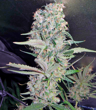 1024 fem (Medical Seeds) семена конопли