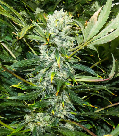 Ak Skunk fem (Kalashnikov Seeds) семена конопли