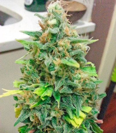 Afghan Kush X Skunk fem (World of Seeds) семена конопли