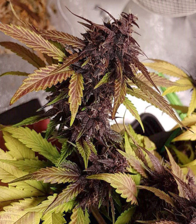 Auto Purple fem (Pyramid Seeds) семена конопли