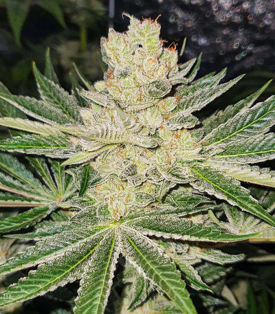 Auto Somango Glue fem (Advanced Seeds) семена конопли