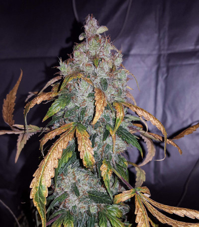 Auto White Widow fem (Pyramid Seeds) семена конопли