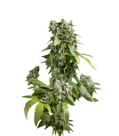 Blue Cheese Autoflowering fem (Dinafem Seeds) семена конопли
