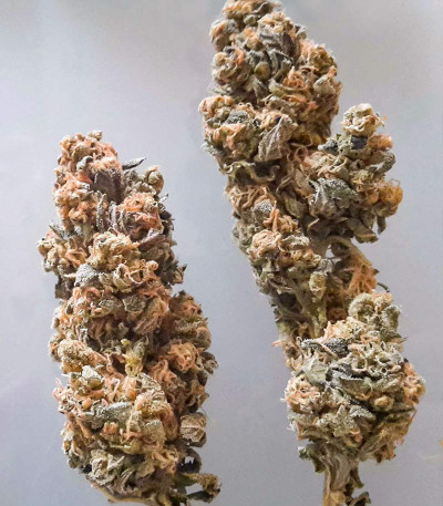 Bruce Banner # fem (AlphaFem Seeds) семена конопли