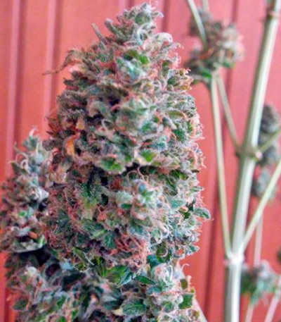 Bubble Gum reg (Serious Seeds) семена конопли