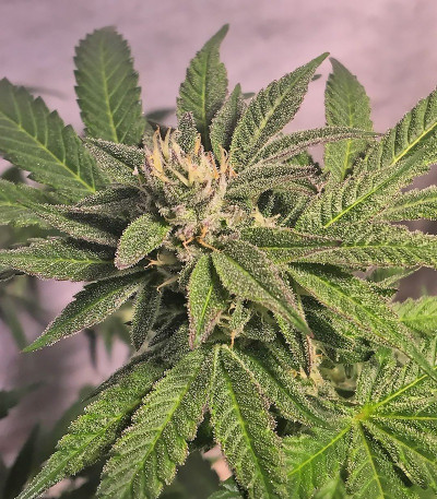 Bubble Gum fem (Serious Seeds) семена конопли