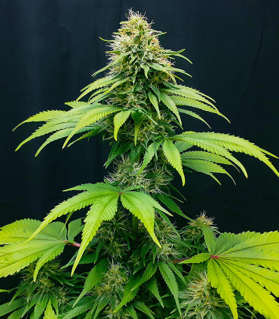 CBG-Force fem (Dutch Passion) семена конопли