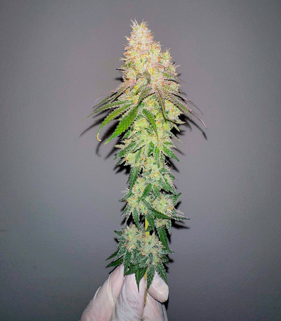 Candy Store RBX fem (Ethos Genetics) семена конопли