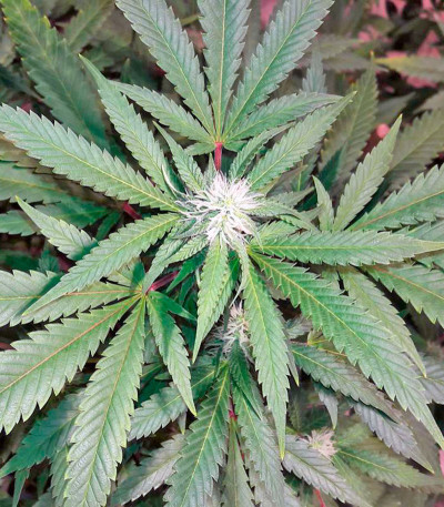 Chocolate Kush fem (00 Seeds) семена конопли