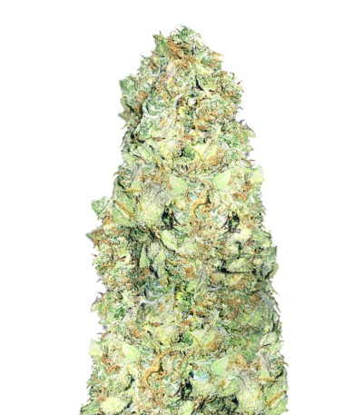 Cold Thunder fem (Sumo Seeds) семена конопли