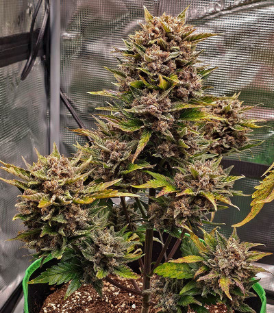 Diablo Rojo XL Auto fem (Sweet Seeds) семена конопли