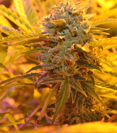 Doctor’s Choice #1 Auto fem семена конопли