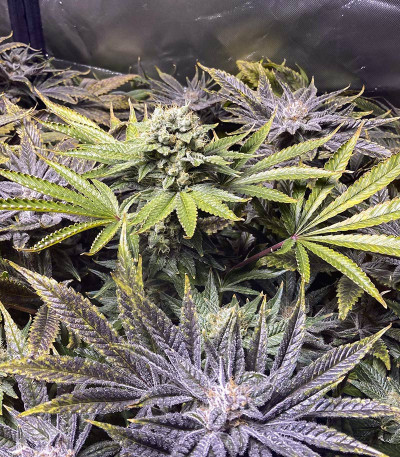 Dozywelly OG fem (AlphaFem Seeds) семена конопли
