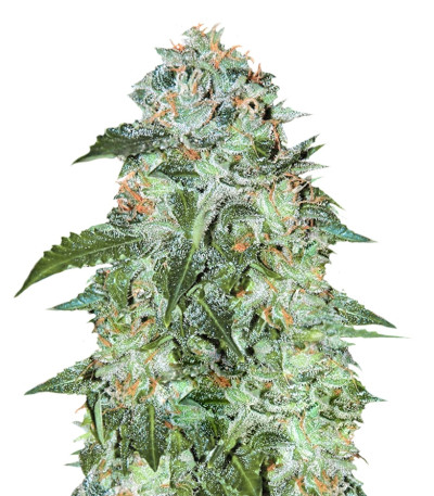 Flash Babylon Auto fem (Samsara Seeds) семена конопли