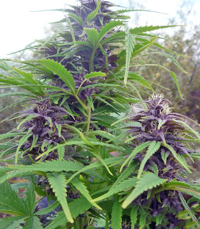 Frisian Dew fem семена конопли