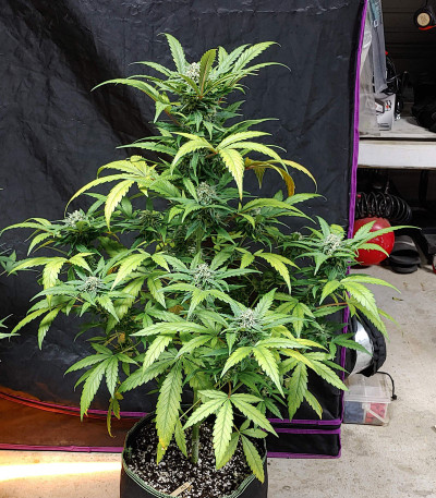 G14 auto fem (FastBuds) семена конопли