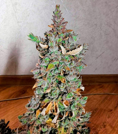 Семена конопли сорта Haze Auto