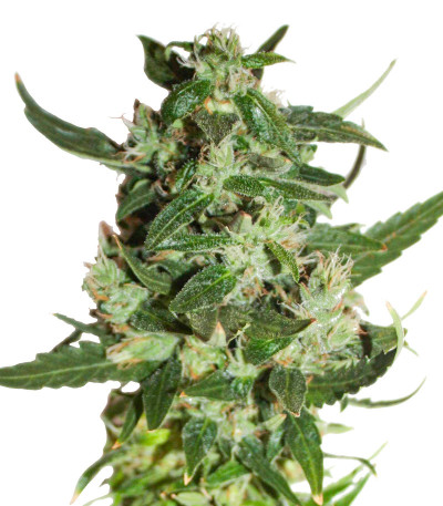 Kabul Express fem (Kalashnikov Seeds) семена конопли