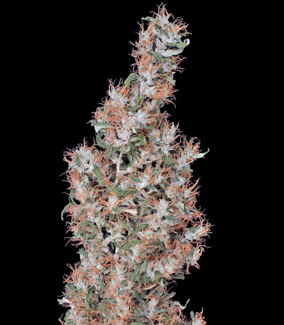 Kali Мist fem (Serious Seeds) семена конопли