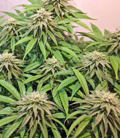 Lemon Garlic OG fem семена конопли