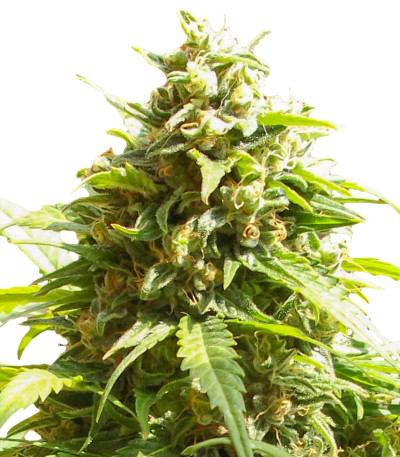 Monster Girl Scout Cookies (Monster Genetics) семена конопли