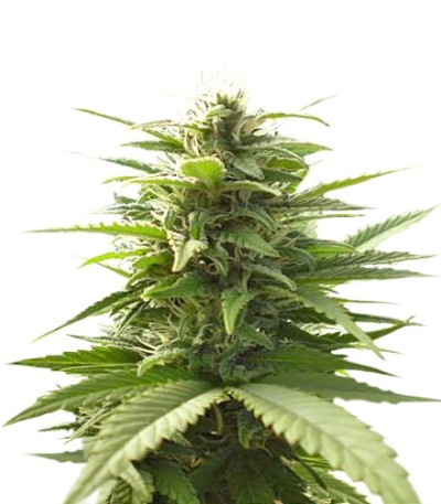 Mr. Bubble reg семена конопли