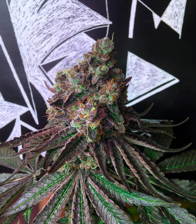 Runtz Punch fem (Herbies Seeds) семена конопли
