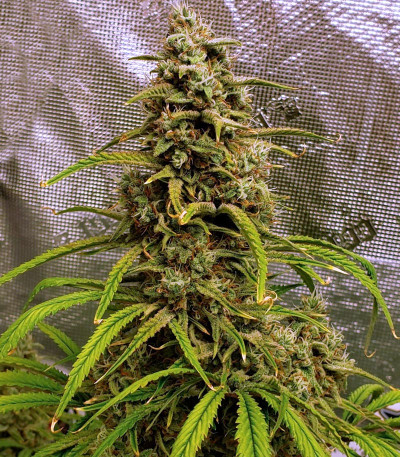Strawberry Banana Auto fem (FastBuds) семена конопли
