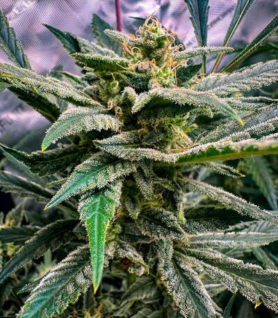 Voilà AUTO Rbx5 fem (Ethos Genetics) семена конопли