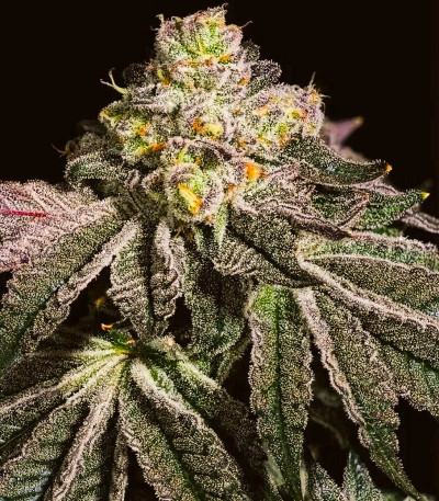 Wrank R2 fem (Ethos Genetics) семена конопли