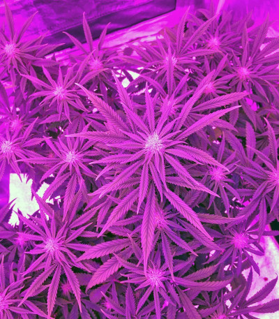 AMS fem семена конопли