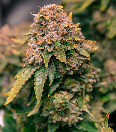 Grandaddy Purple fem семена конопли