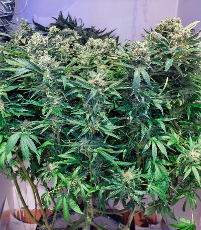 Jack Herer fem конопля