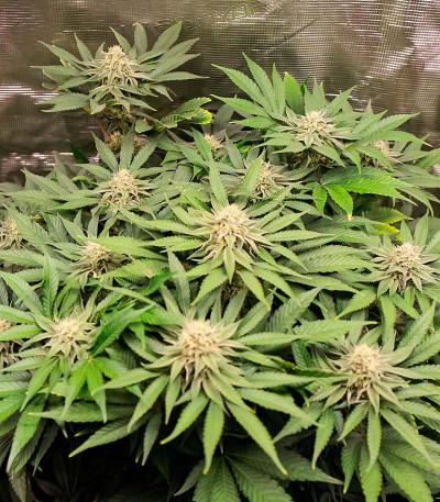 Lemon Orange fem (Green House Seeds) семена конопли