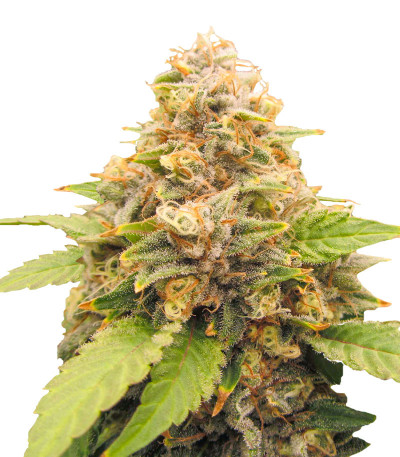 Lord Kush Early Version fem (Delicious Seeds) семена конопли