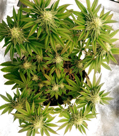 Runtz Muffin от Barney’s Farm семена конопли