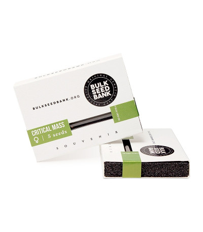 Critical Mass fem (Bulk Seed Bank) семена конопли