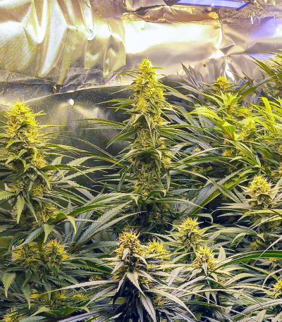 Wedding Cheesecake FF fem (FastBuds) семена конопли