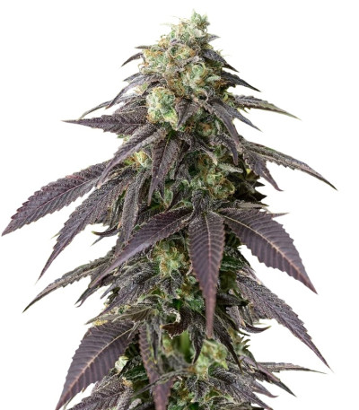 707 Headband fem (Humboldt Seeds) семена конопли