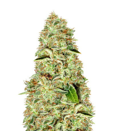 A-Train fem (Anesia Seeds) семена конопли