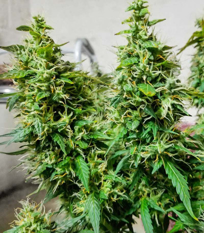 Auto Gorilla fem (00 Seeds) семена конопли
