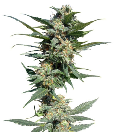 Big Devil #2 Auto fem (Sweet Seeds) семена конопли