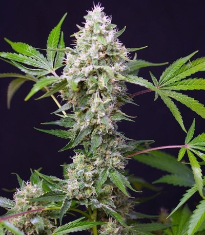 Sweet Amnesia Haze XL Auto fem (Sweet Seeds) семена конопли